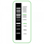 DNA Marker, 13 Fragments, 100-1,500bp Ladder