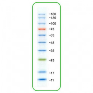 Buy ACTGene ACT-IDMW26, Prestained Protein Marker, 3 Colors, 10-180kDa ...